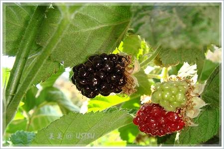 uPickBerries_3color.JPG