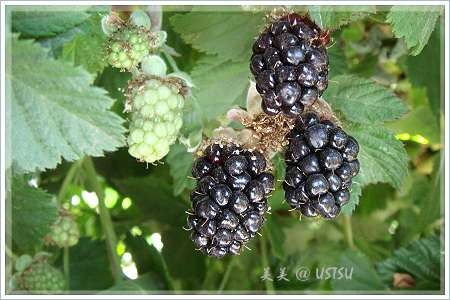 uPickBerries_3black.JPG