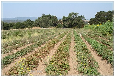 strawberry_field.JPG