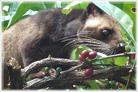 kopiLuwak_luwak.jpg